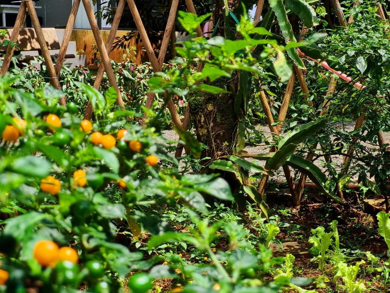 Homestay Vuon Trai Cay Nhiet Doi Vo Uu Garden Bảo Lộc Kültér fotó